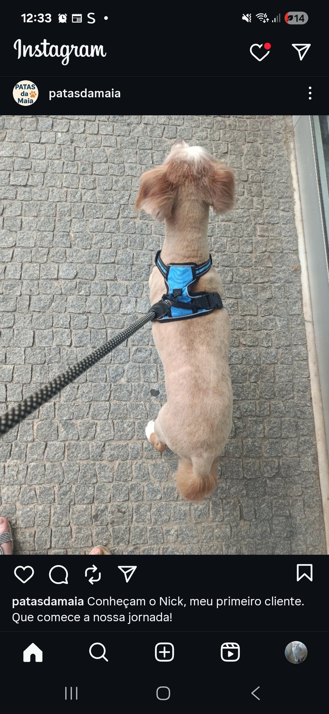 Vera Silva - Maia - Pet Sitting e Pet Walking