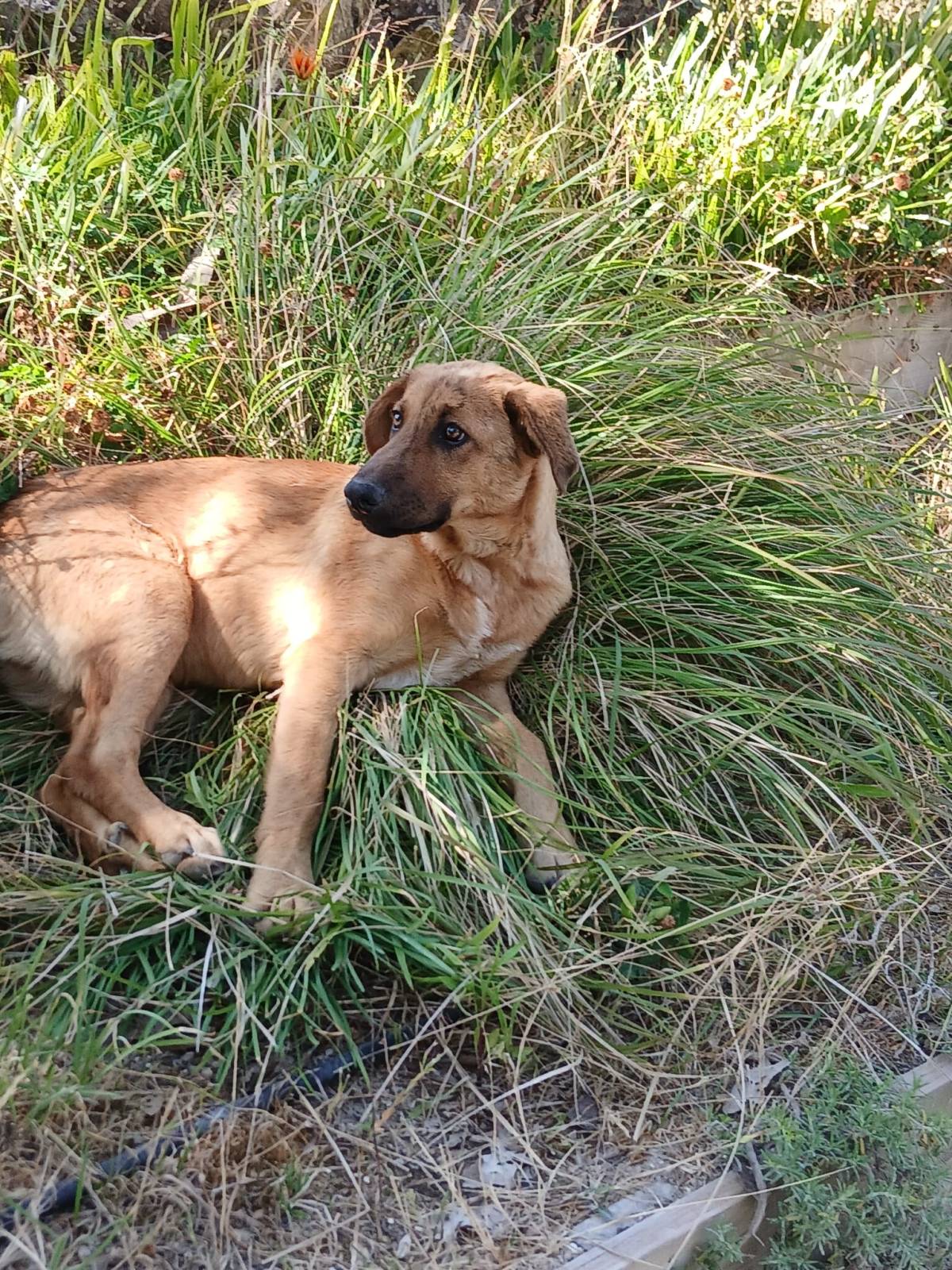 Juci | pet walker - Sintra - Promenade de chiens