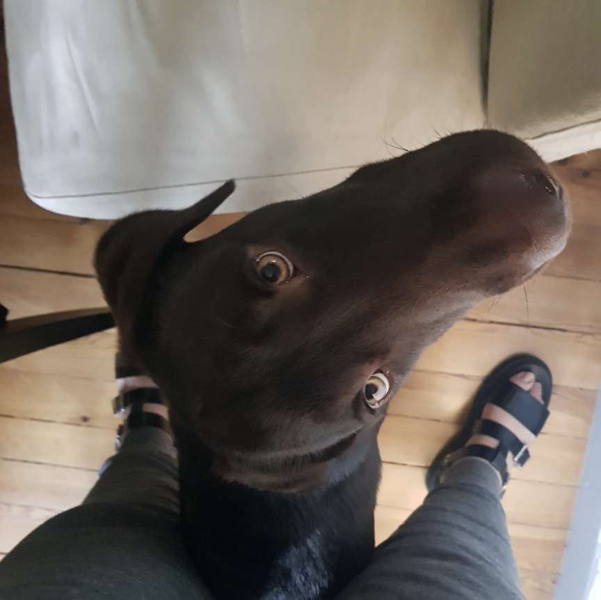 Beatriz - Lisboa - Dog Hotel