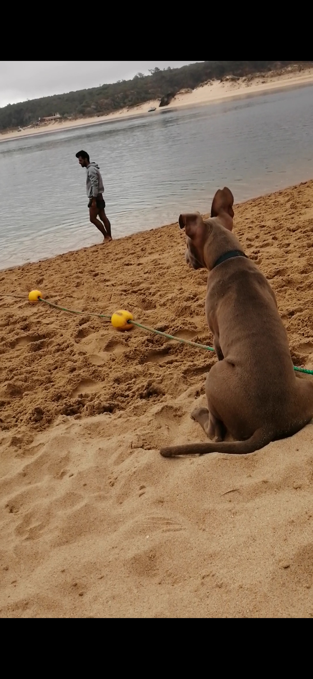 Samtástic Adestra K9 (Samuel) - Seixal - Pet Sitting e Pet Walking