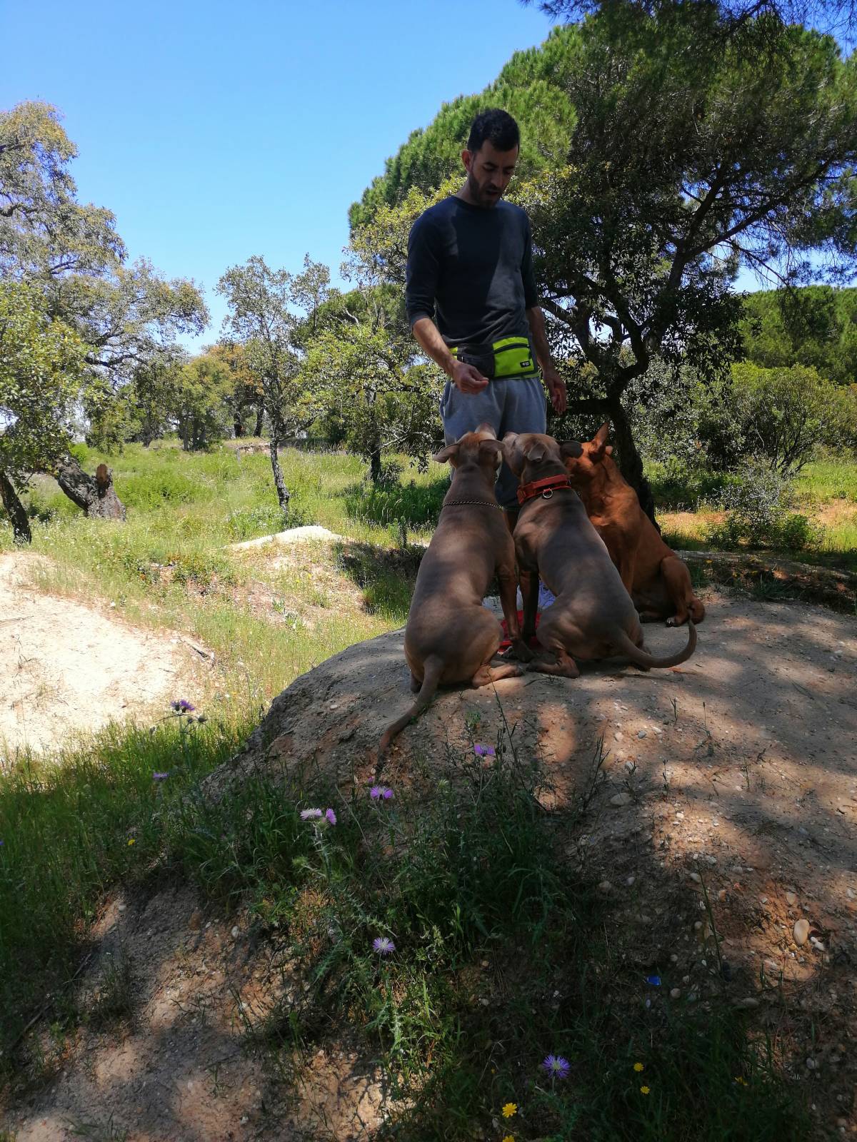 Samtástic Adestra K9 (Samuel) - Seixal - Treino de Cães