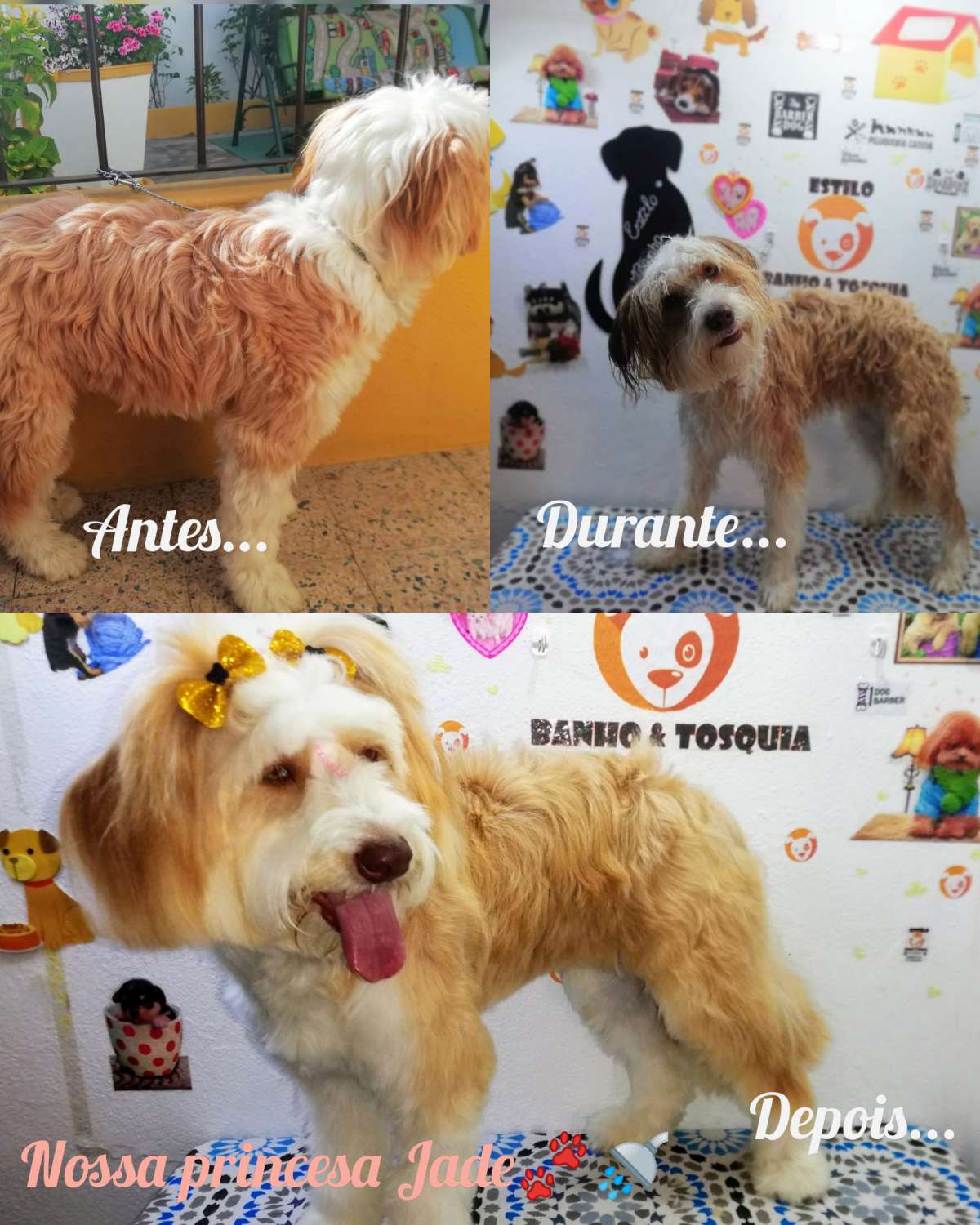 Estilo Banho e Tosquia - Oliveira de Azeméis - Banhos e Tosquias para Animais