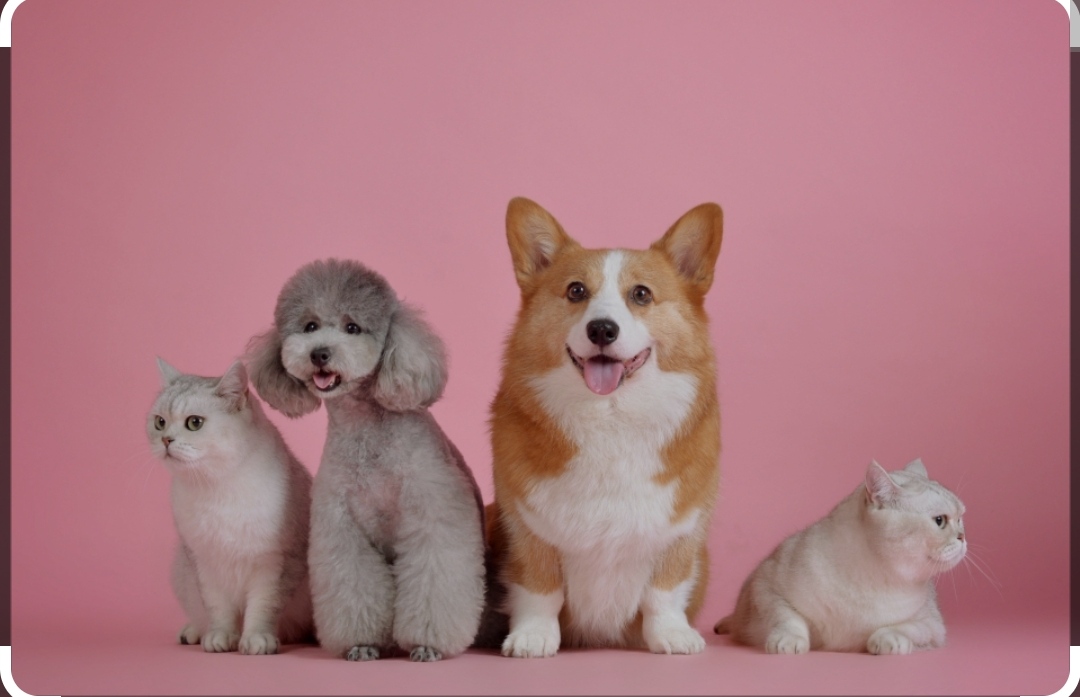 Mãe de pet - Amadora - Banhos e Tosquias para Animais