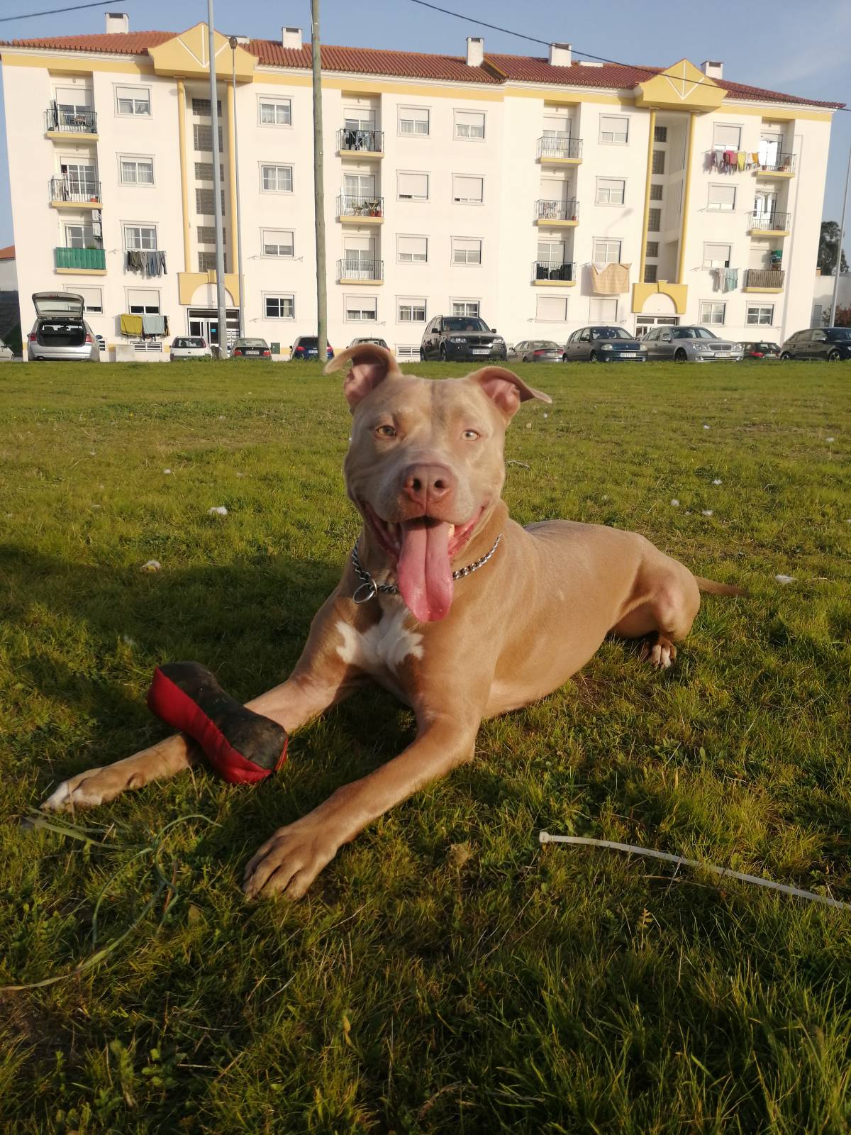 Samtástic Adestra K9 (Samuel) - Seixal - Hotel e Creche para Animais