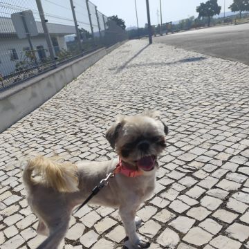 Filipa Alves - Entroncamento - Paseador de perros