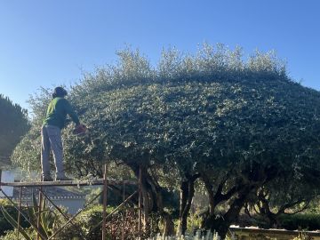 RPC Jardins - Sintra - Rasenmähen und Schneiden (einmalig)