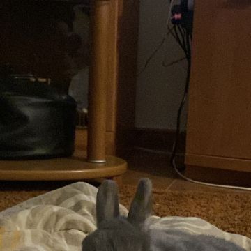 Mariana Almeida - Setúbal - Pet Sitting