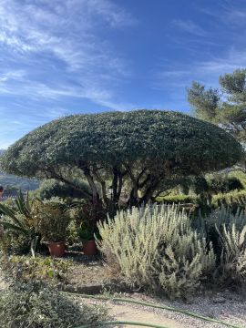 RPC Jardins - Sintra - Gartenarbeit