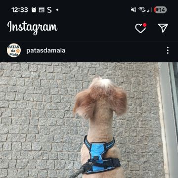 Vera Silva - Maia - Pet Sitting e Pet Walking