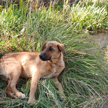 Juci | pet walker - Sintra - Promenade de chiens