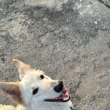 Lucas Pacheco - Braga - Paseador de perros