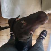 Beatriz - Lisboa - Dog Hotel