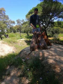 Samtástic Adestra K9 (Samuel) - Seixal - Treino de Cães
