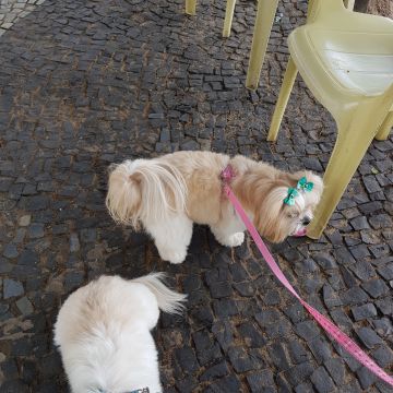 Rebeca Santos - Espinho - Dog Walking