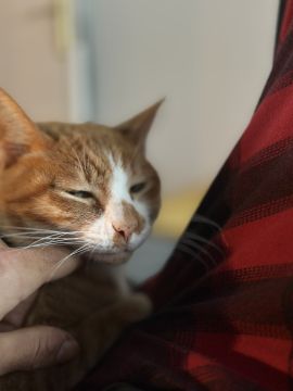 Hôtel pour chats