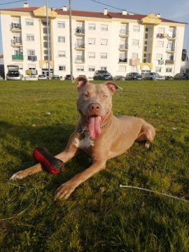 Samtástic Adestra K9 (Samuel) - Seixal - Hotel e Creche para Animais