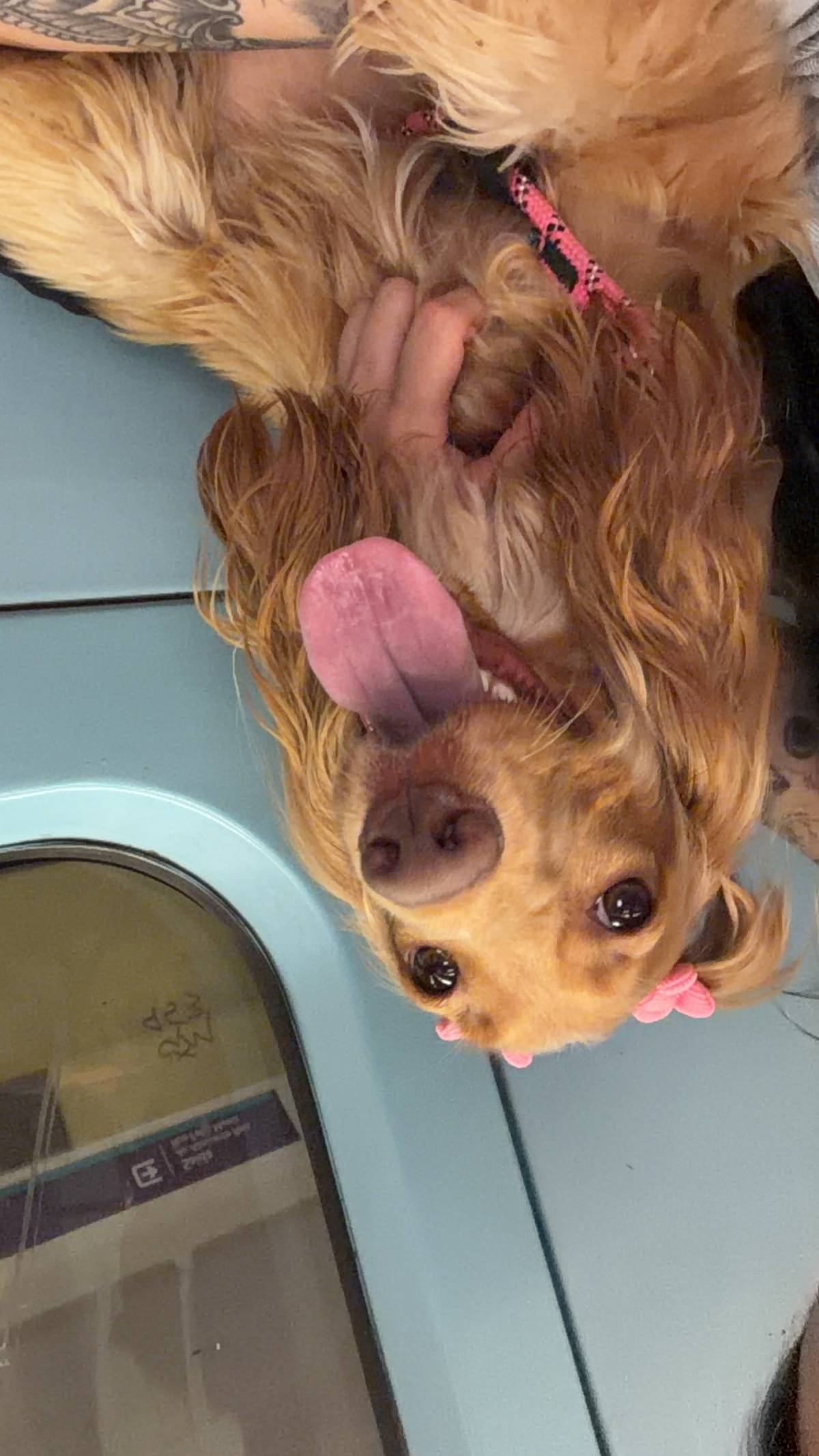 Katia - Lisboa - Cuidar tus perros