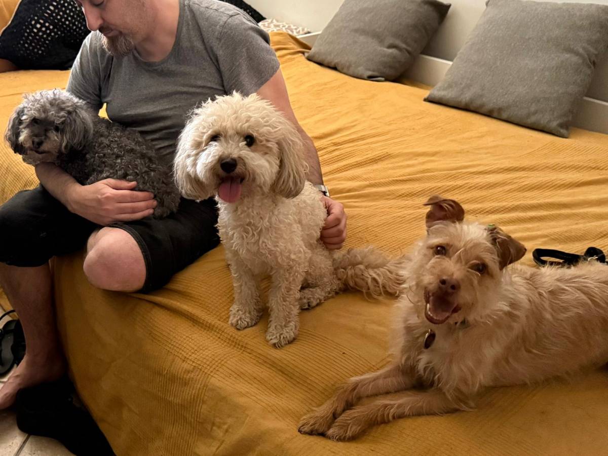 Hotel para Cães