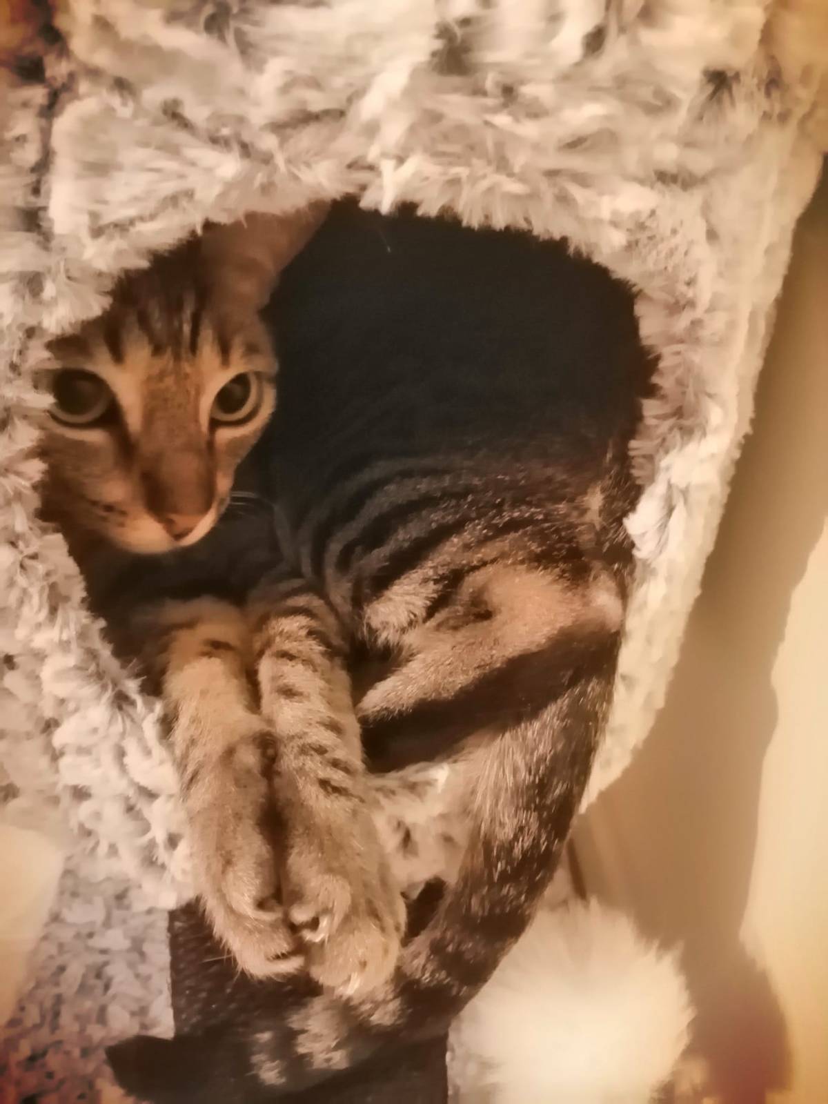 Joana Isabel Cavaco - Faro - Pet Sitting