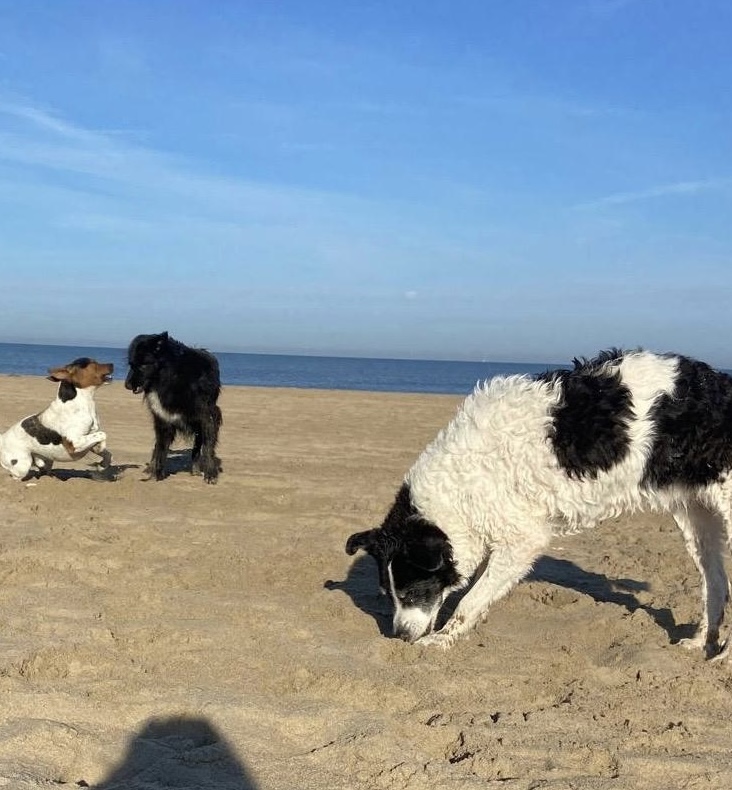 Cãominhada diária - Matosinhos - Pet Sitting