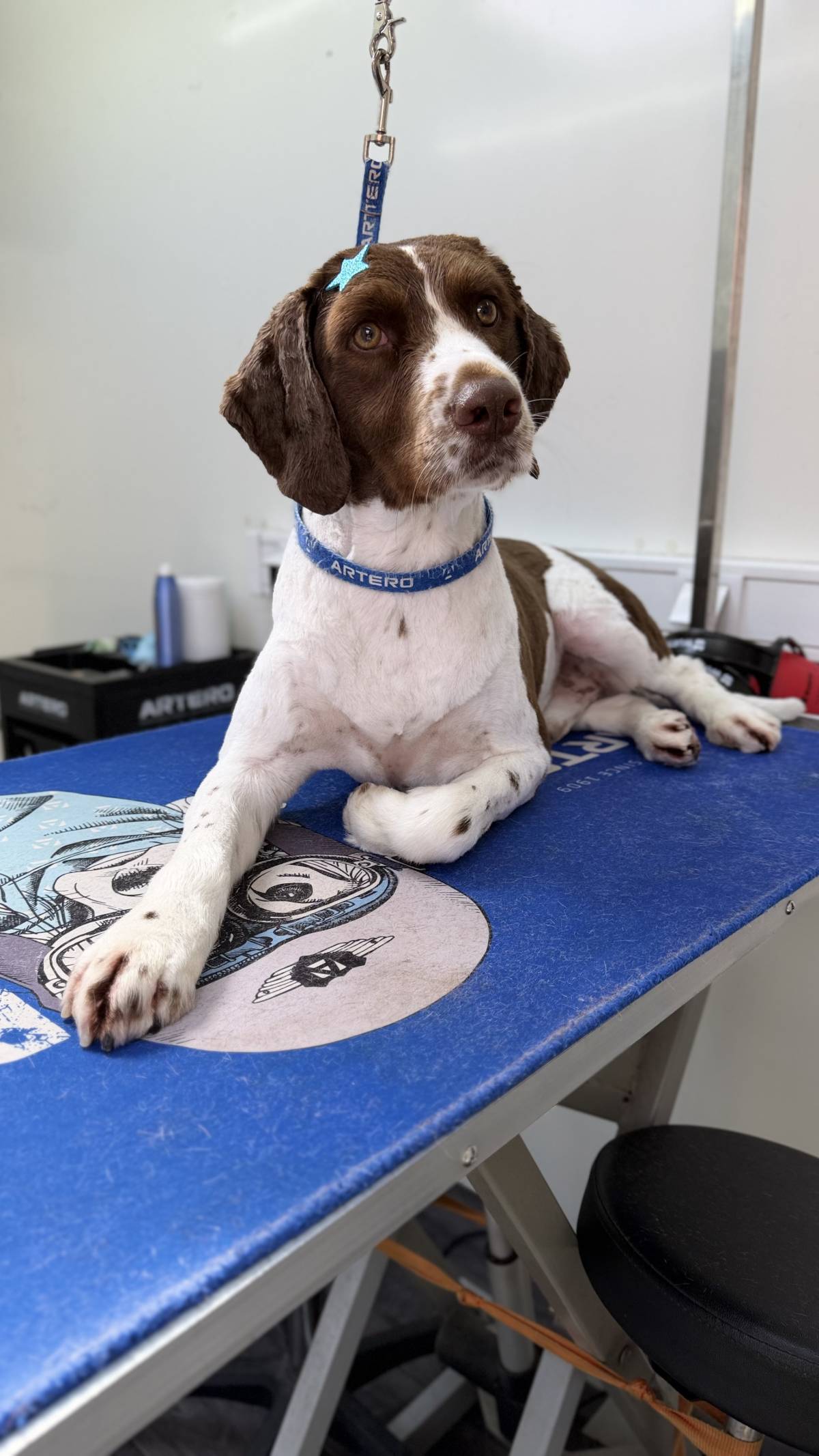 Cão Fino | Banhos e Tosquias ao Domicílio numa Carrinha - Cadaval - Banhos e Tosquias para Animais