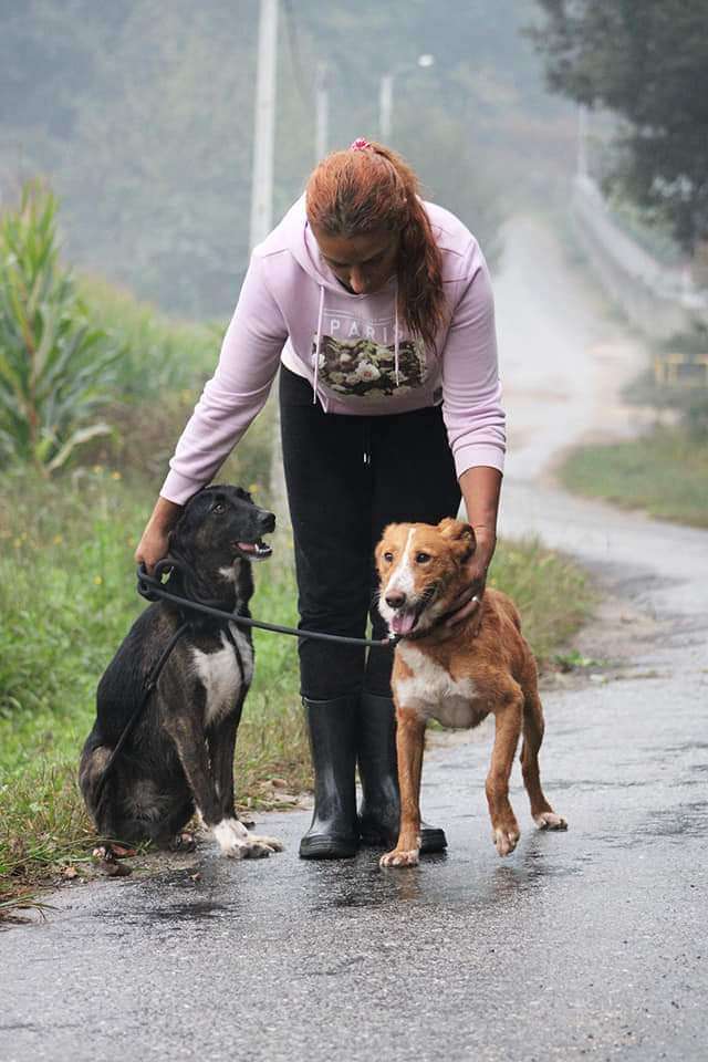 Mônica Alves - Vila Verde - Baths and Grooming for Animals