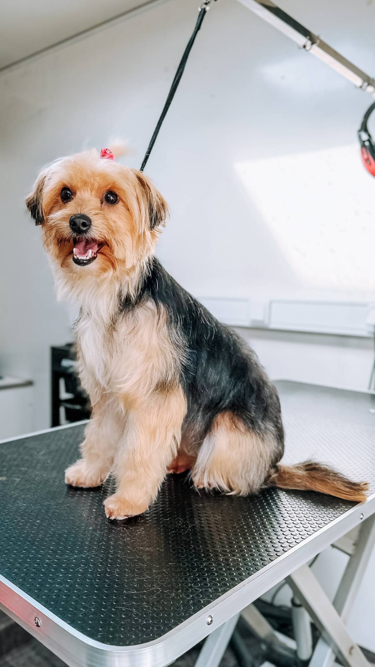 Cão Fino | Banhos e Tosquias ao Domicílio numa Carrinha - Cadaval - Banhos e Tosquias para Animais