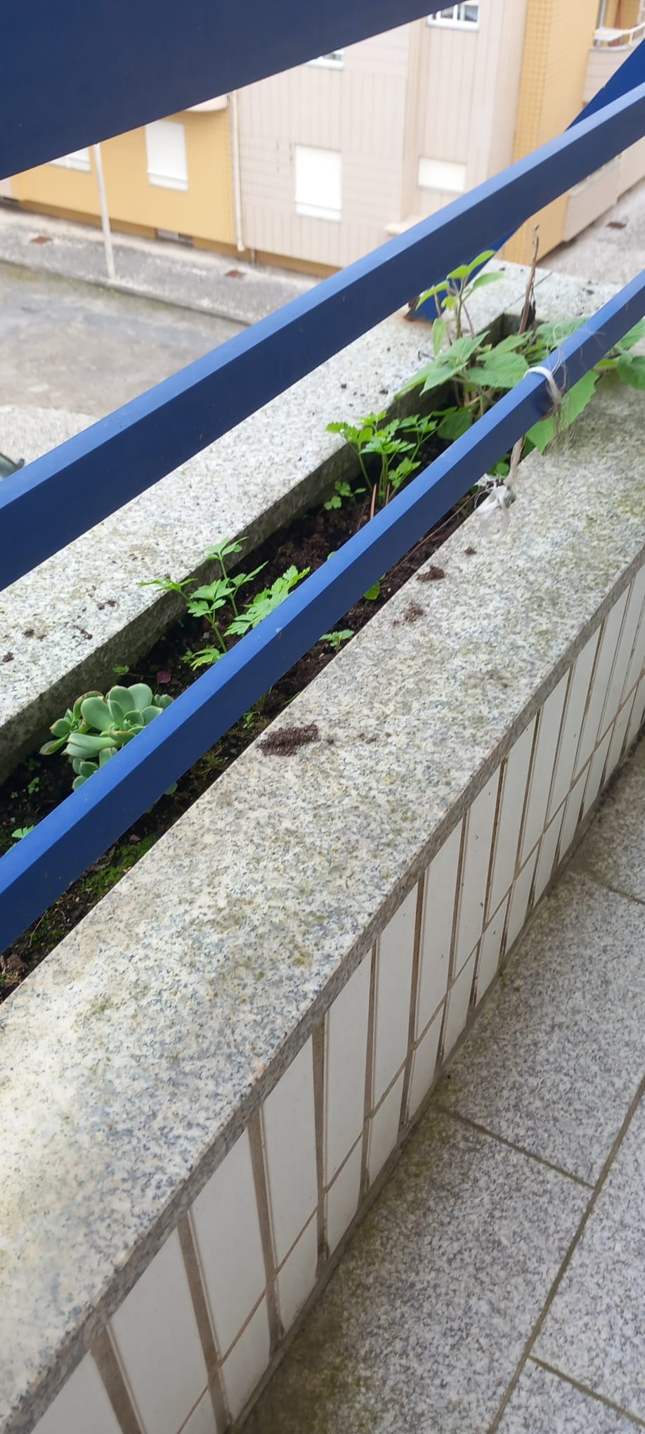 Puro Brilho - Ovar - Property Cleanup