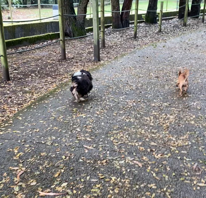 Cãominhada diária - Matosinhos - Dog Walking
