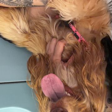 Katia - Lisboa - Cuidar tus perros