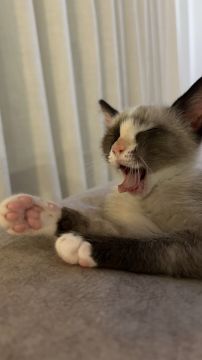 Hotel para Gatos