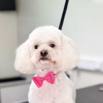 Cão Fino | Banhos e Tosquias ao Domicílio numa Carrinha - Cadaval - Cuidados para Animais de Estimação