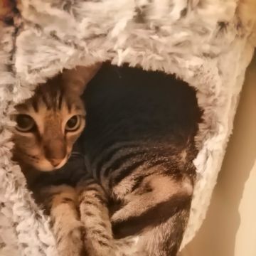 Joana Isabel Cavaco - Faro - Pet Sitting