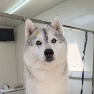 Cão Fino | Banhos e Tosquias ao Domicílio numa Carrinha - Cadaval - Cuidados para Animais de Estimação