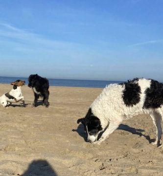 Cãominhada diária - Matosinhos - Pet Sitting