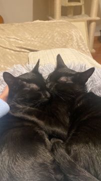 Hôtel pour chats