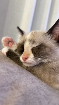Hotel e Creche para Animais