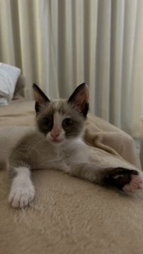 Hotel para Gatos