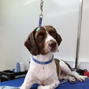 Cão Fino | Banhos e Tosquias ao Domicílio numa Carrinha - Cadaval - Banhos e Tosquias para Animais