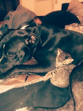 Dog Hotel
