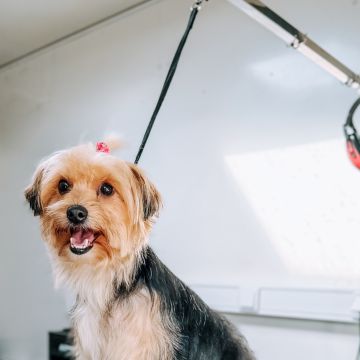 Cão Fino | Banhos e Tosquias ao Domicílio numa Carrinha - Cadaval - Banhos e Tosquias para Animais