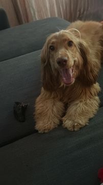 Hotel para Cães