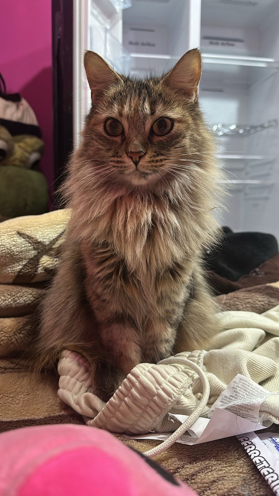 Saídas e cuidados com animais 😻💞🥹 - Almada - Cat Sitting