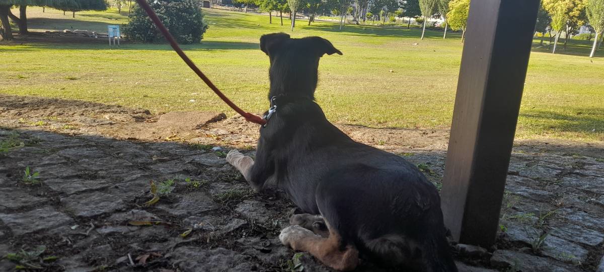 Daniel Mata - Almada - Éducation canine - cours