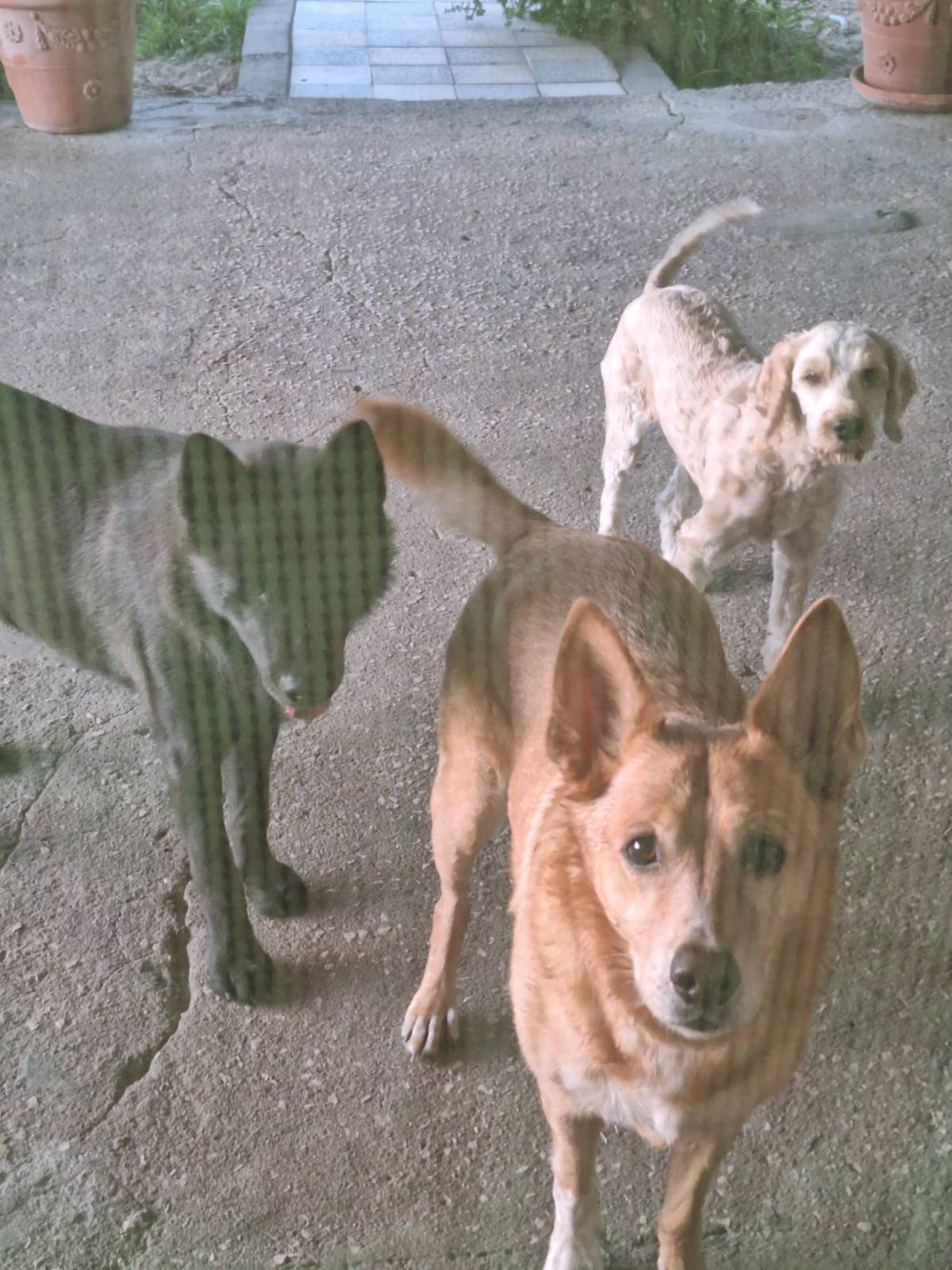 Catarina Saraiva - Odivelas - Hundepension