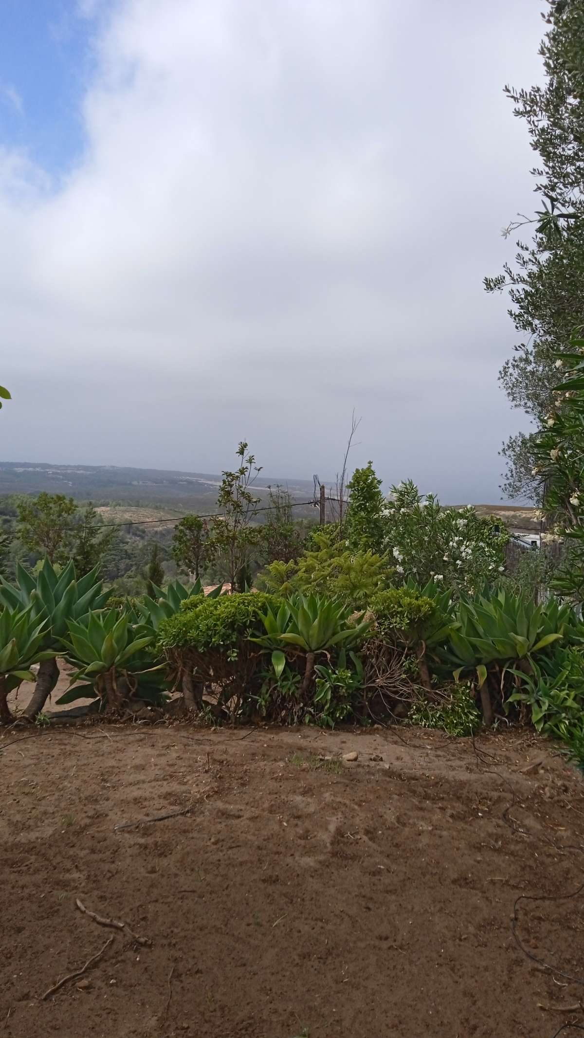 Rivaldo oliveira - Cascais - Tree Trimming and Maintenance