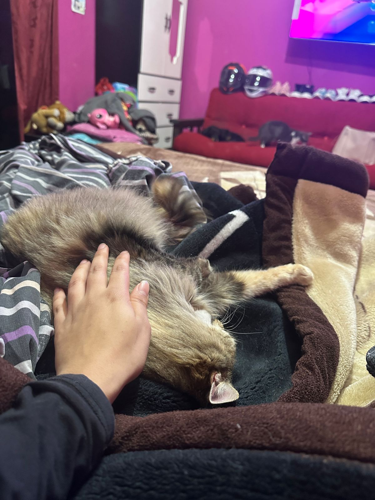 Saídas e cuidados com animais 😻💞🥹 - Almada - Baths and Grooming for Animals