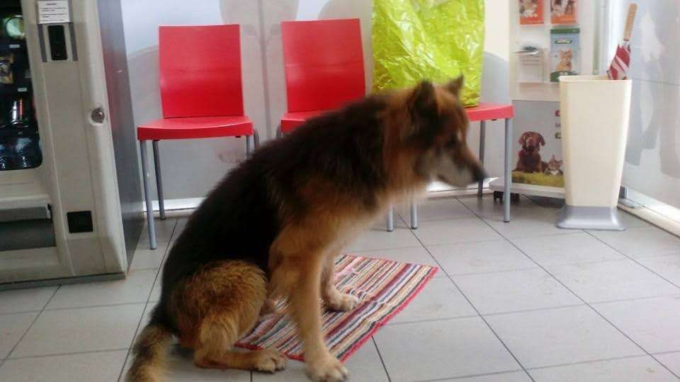 Alberto Subtil - Amadora - Dog Walking