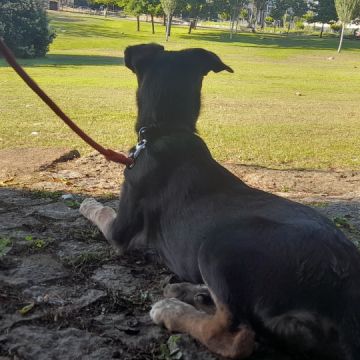Daniel Mata - Almada - Éducation canine - cours