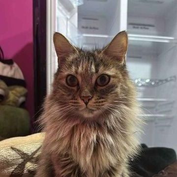 Saídas e cuidados com animais 😻💞🥹 - Almada - Dog Daycare